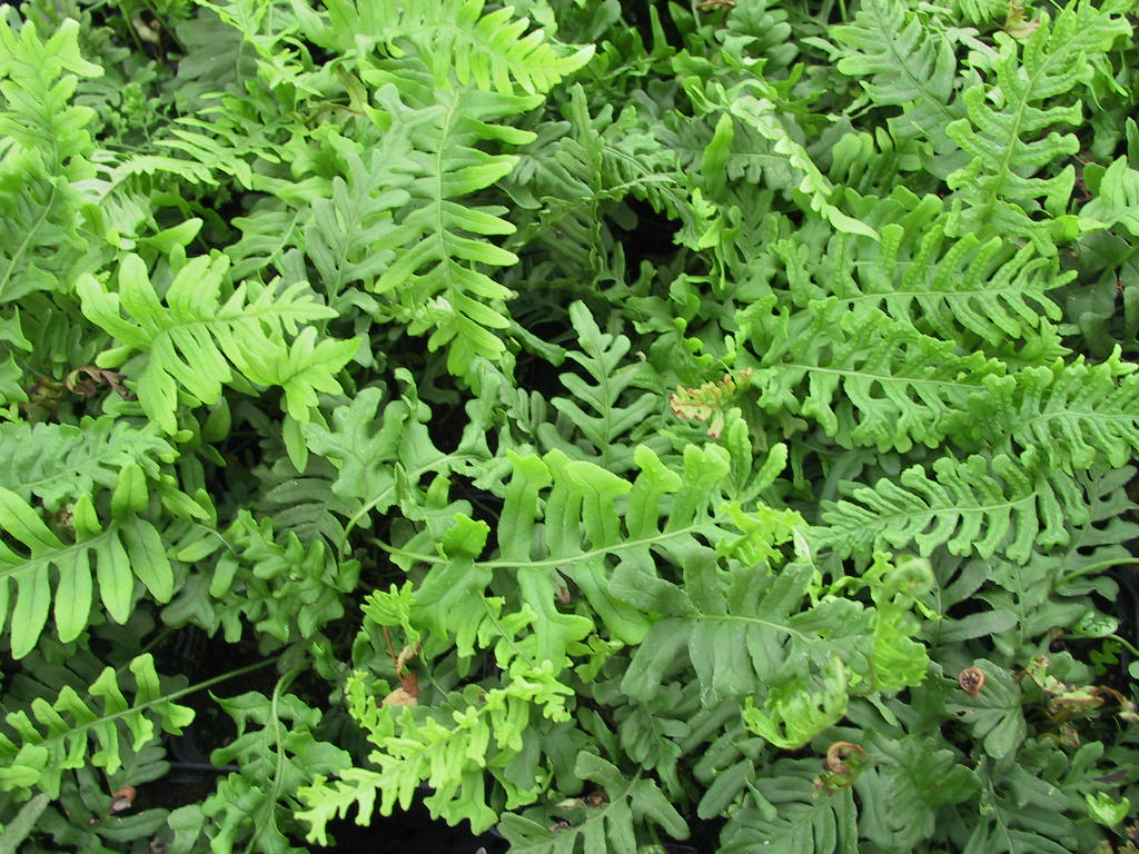 Blechnum spicant - junge Pflanzen.jpg